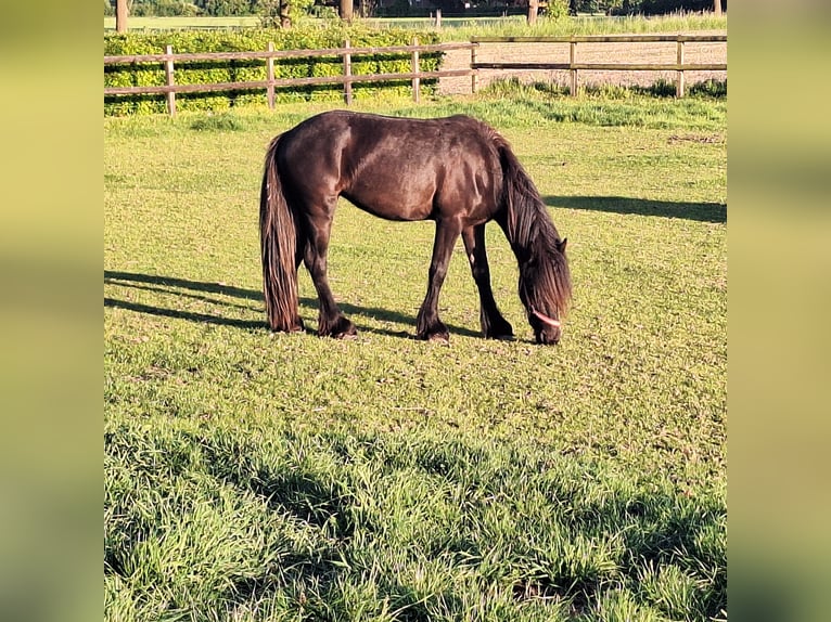 Fellpony Stute 2 Jahre 140 cm Rappe in Zeddam