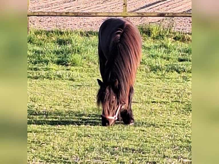 Fellpony Stute 2 Jahre 140 cm Rappe in Zeddam