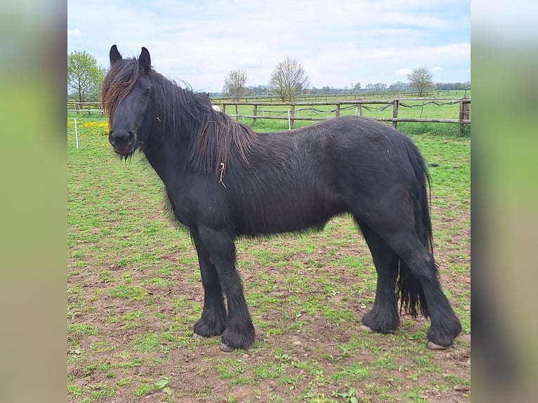Fellpony Stute 2 Jahre 140 cm Rappe in Zeddam