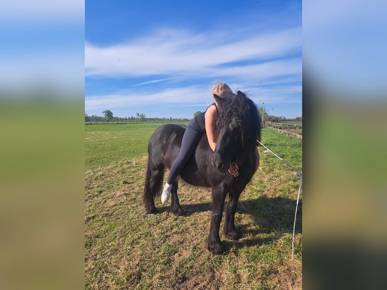 Fellpony Stute 2 Jahre 140 cm Rappe in Zeddam