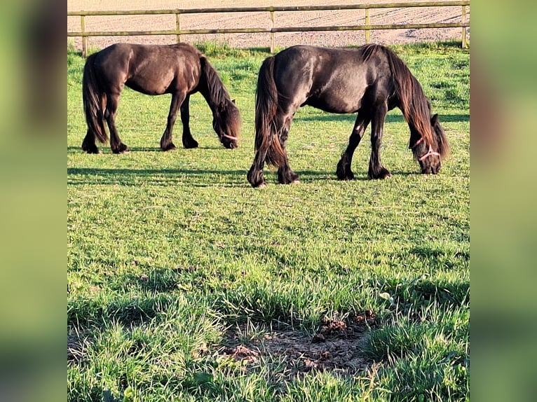 Fellpony Stute 2 Jahre 140 cm Rappe in Zeddam