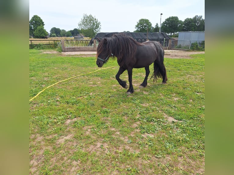 Fellpony Stute 2 Jahre 140 cm Rappe in Zeddam