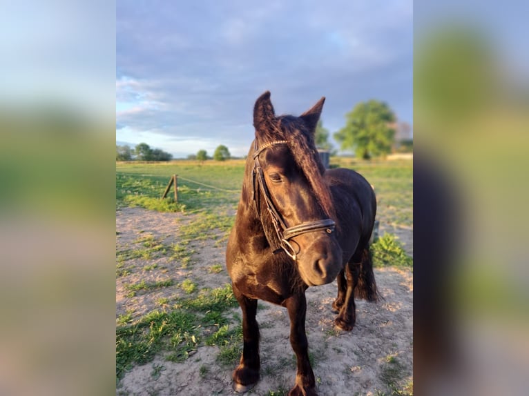 Fellpony Stute 2 Jahre 140 cm Rappe in Zeddam