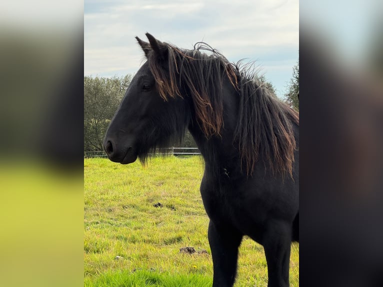 Fellpony Stute 2 Jahre 140 cm Rappe in Freienwill