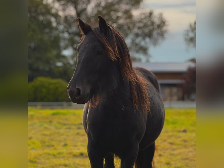 Fellpony Stute 2 Jahre 140 cm Rappe in Freienwill