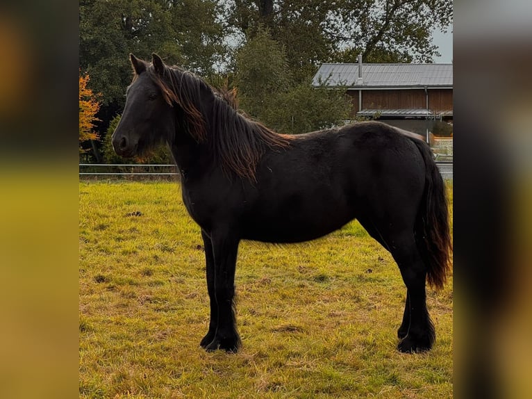 Fellpony Stute 2 Jahre 140 cm Rappe in Freienwill