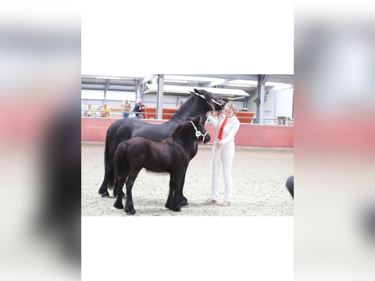 Fellpony Stute 3 Jahre 130 cm Rappe in Den Ham