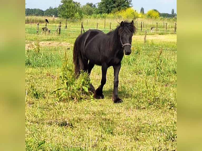 Fellpony Stute 3 Jahre 140 cm Rappe in Zeddam