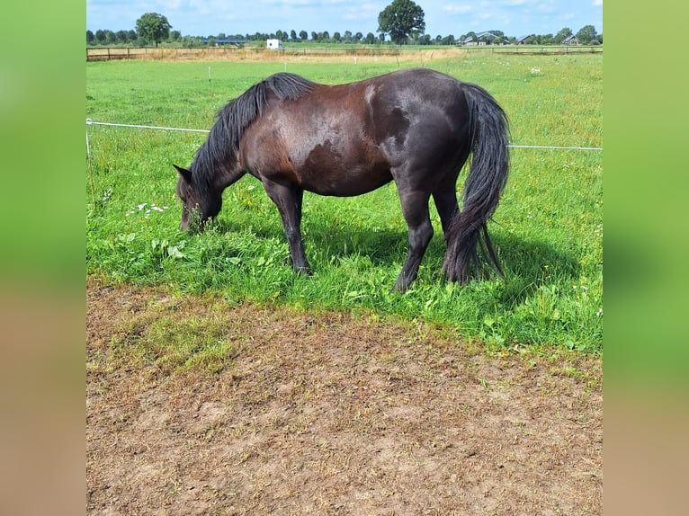 Fellpony Stute 3 Jahre 140 cm Rappe in Zeddam