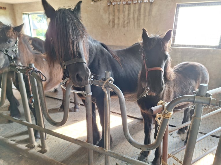 Fellpony Stute 3 Jahre 140 cm Rappe in Zeddam