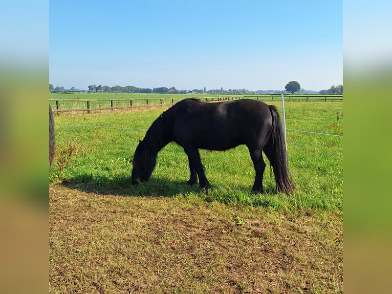Fellpony Stute 3 Jahre 140 cm Rappe in Zeddam