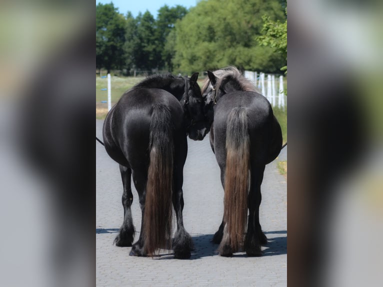 Fellpony Stute 3 Jahre 144 cm Apfelschimmel in Santok