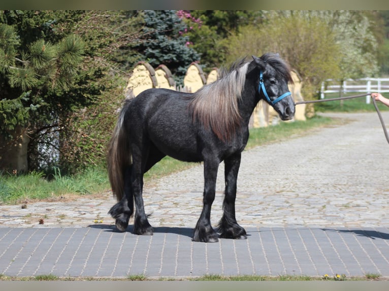 Fellpony Stute 3 Jahre 144 cm Apfelschimmel in Santok