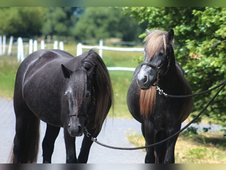 Fellpony Stute 3 Jahre 144 cm Blauschimmel in Santok