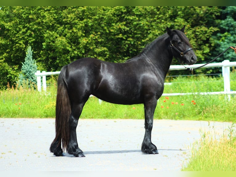 Fellpony Stute 3 Jahre 144 cm Schimmel in Santok