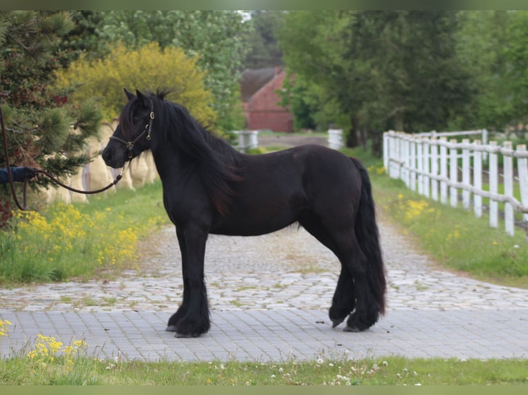 Fellpony Stute 3 Jahre 145 cm Rappe in Santok