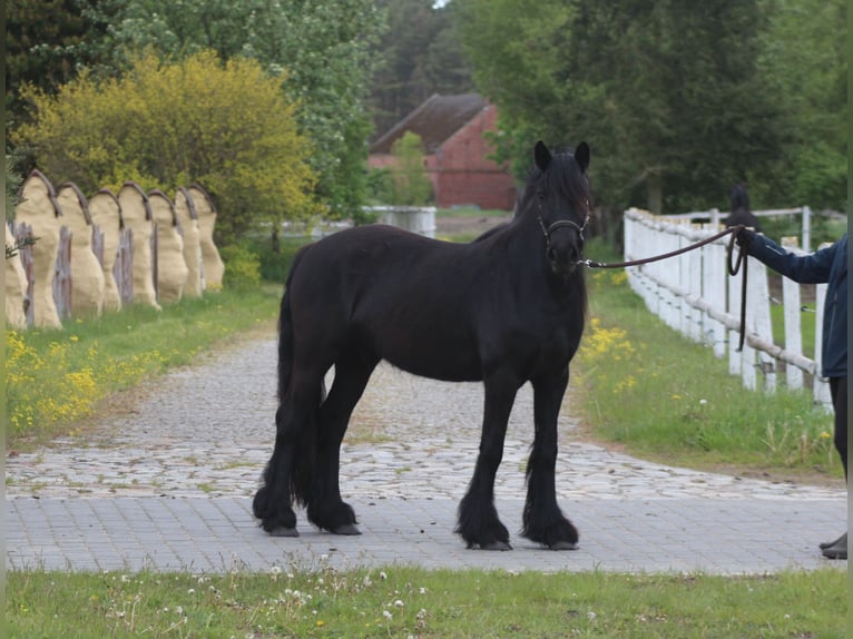 Fellpony Stute 3 Jahre 145 cm Rappe in Santok