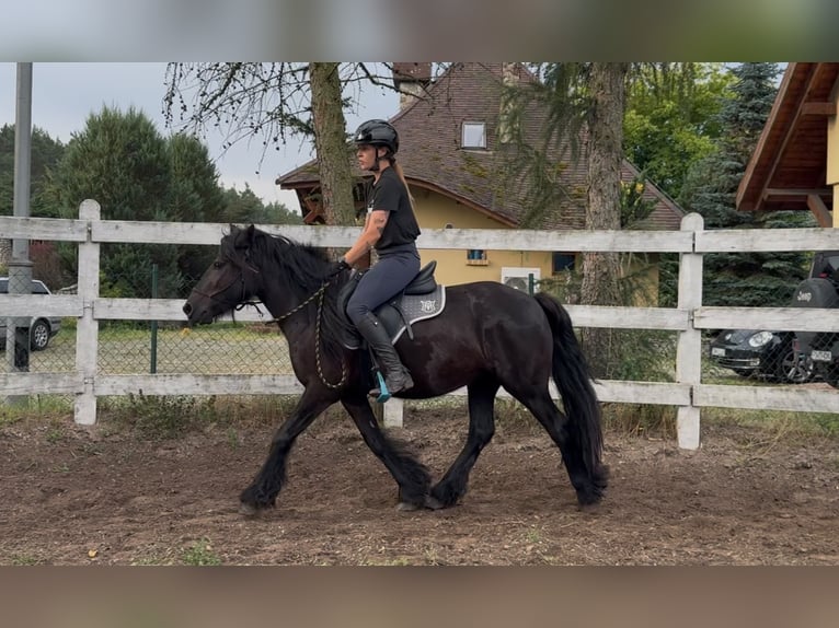 Fellpony Stute 3 Jahre 145 cm Rappe in Santok
