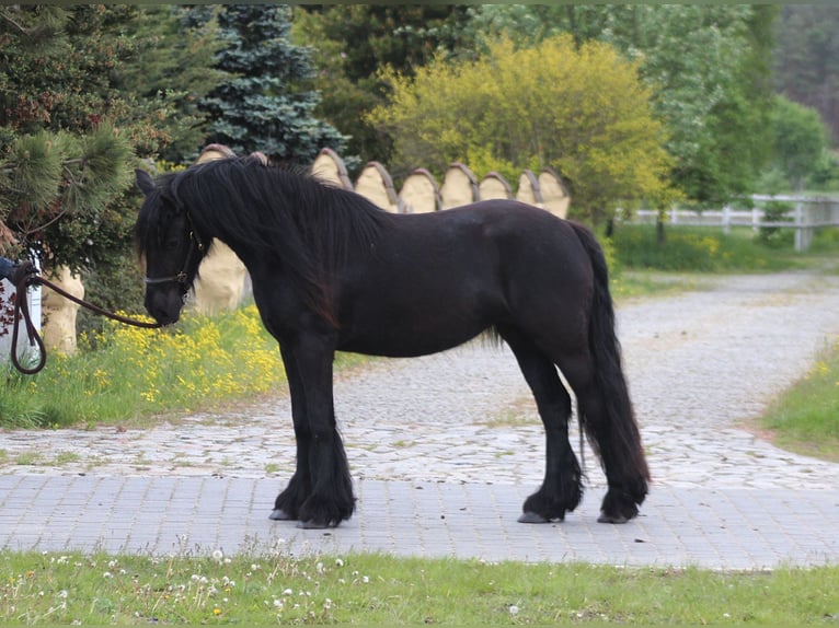 Fellpony Stute 3 Jahre 145 cm Rappe in Santok