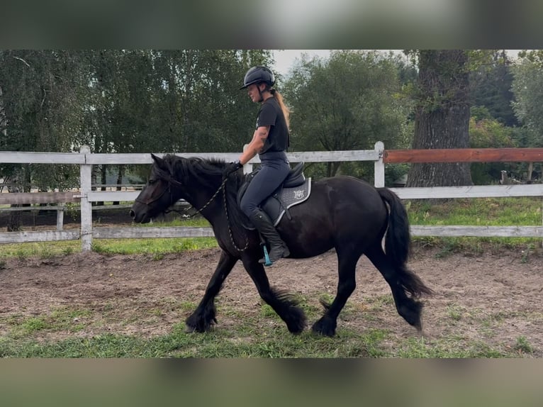 Fellpony Stute 3 Jahre 145 cm Rappe in Santok