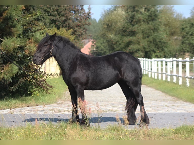 Fellpony Stute 4 Jahre 143 cm Rappe in Santok