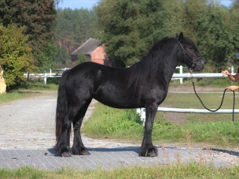 Fellpony Stute 4 Jahre 143 cm Rappe in Santok