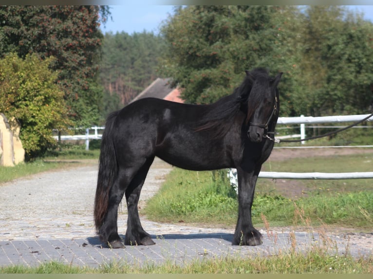 Fellpony Stute 4 Jahre 143 cm Rappe in Santok