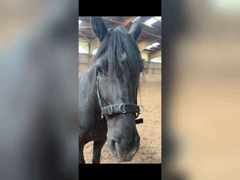 Fellpony Mix Stute 4 Jahre 148 cm Rappe in Ruppertshofen