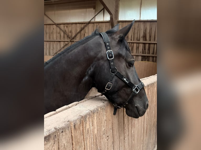 Fellpony Mix Stute 4 Jahre 148 cm Rappe in Ruppertshofen