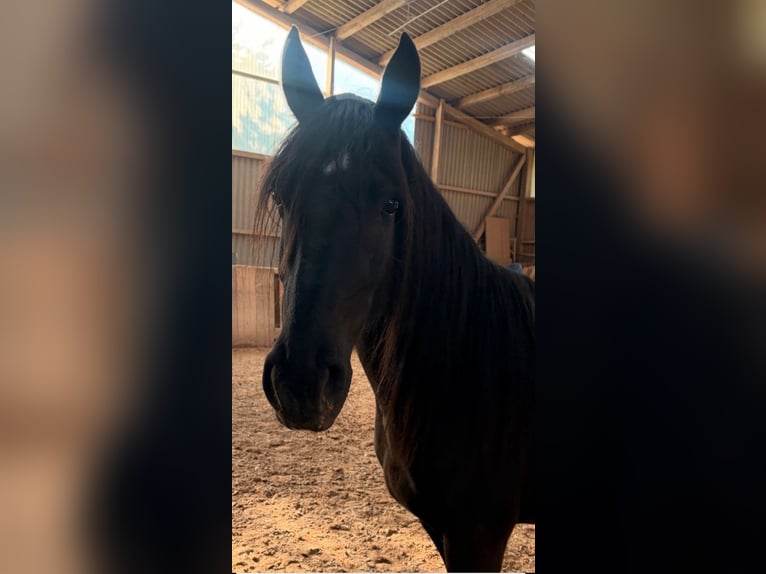 Fellpony Mix Stute 4 Jahre 148 cm Rappe in Ruppertshofen