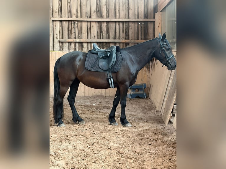 Fellpony Mix Stute 4 Jahre 148 cm Rappe in Ruppertshofen