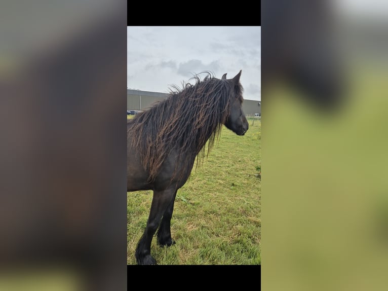 Fellpony Stute 5 Jahre 142 cm Rappe in Voorhout