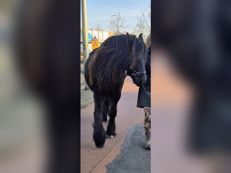 Fellpony Stute 5 Jahre 142 cm Rappe in Voorhout