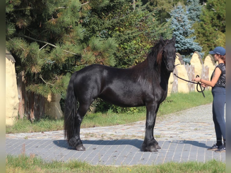 Fellpony Stute 6 Jahre 140 cm Rappe in Santok