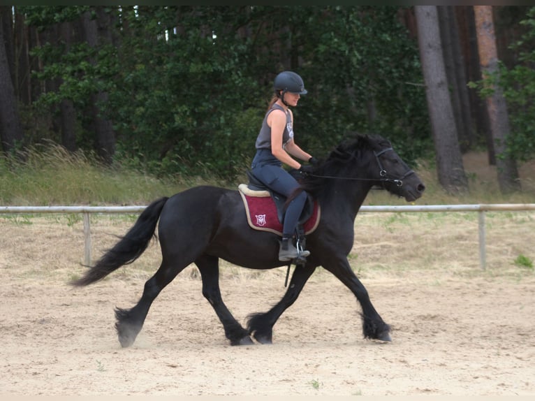 Fellpony Stute 6 Jahre 140 cm Rappe in Santok