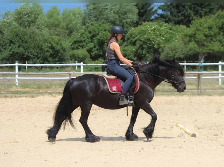 Fellpony Stute 6 Jahre 140 cm Rappe in Santok