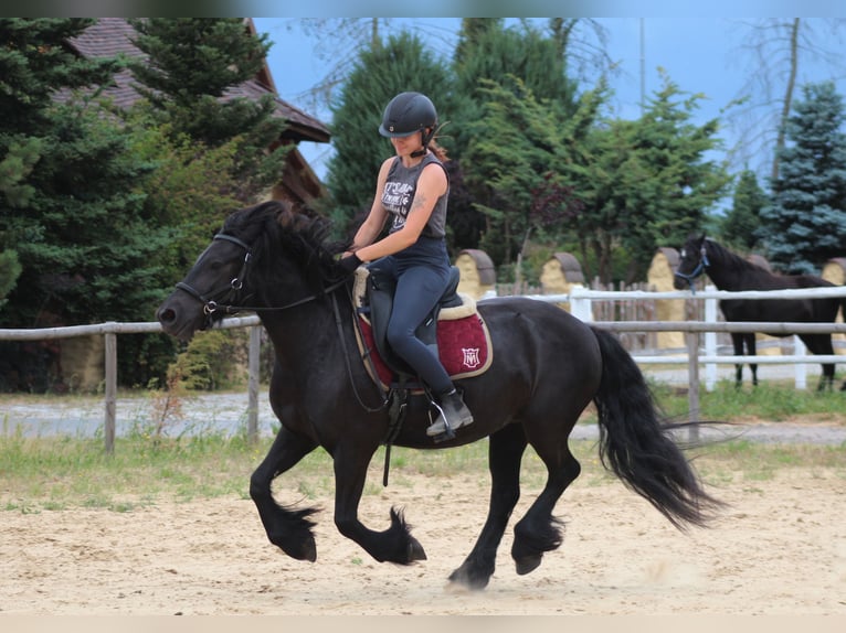 Fellpony Stute 6 Jahre 140 cm Rappe in Santok
