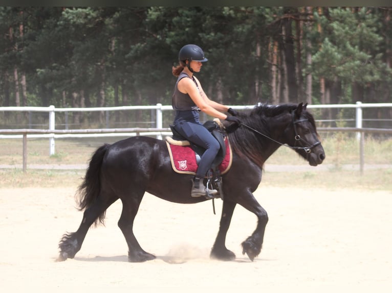 Fellpony Stute 6 Jahre 140 cm Rappe in Santok