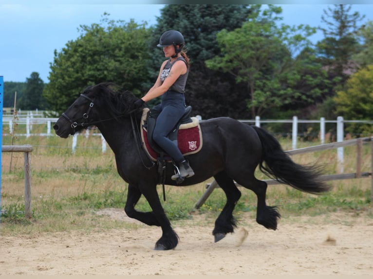 Fellpony Stute 6 Jahre 140 cm Rappe in Santok