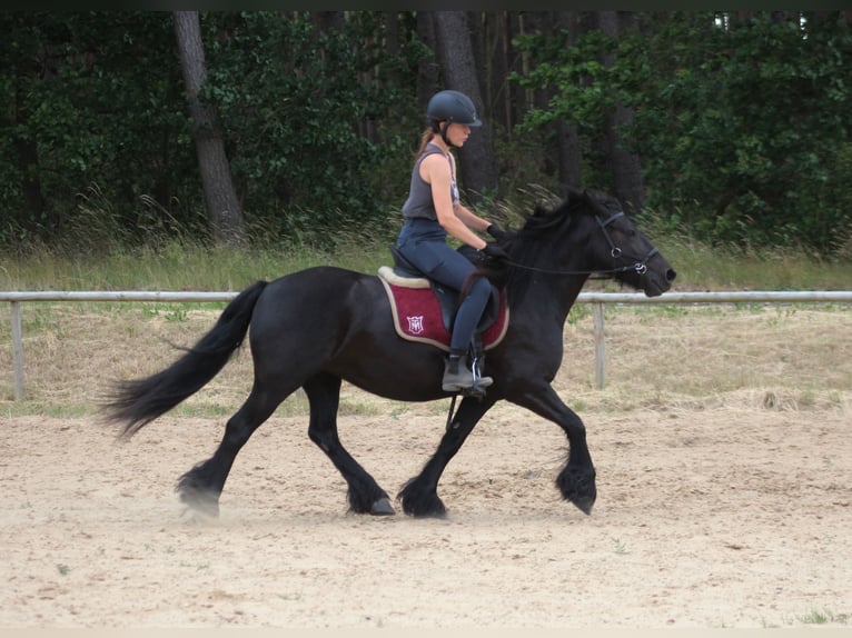 Fellpony Stute 6 Jahre 140 cm Rappe in Santok