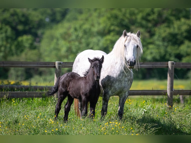 Fellpony Stute 6 Jahre 140 cm Schimmel in La Motte Feuilly