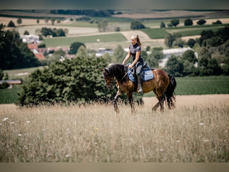 Fellpony Stute 8 Jahre 143 cm Brauner in Br&#xFC;hl