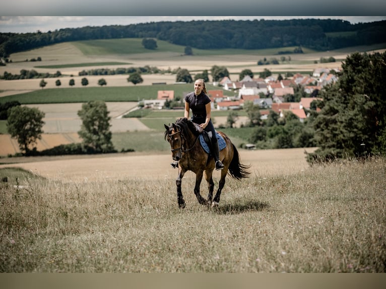Fellpony Stute 8 Jahre 143 cm Brauner in Br&#xFC;hl