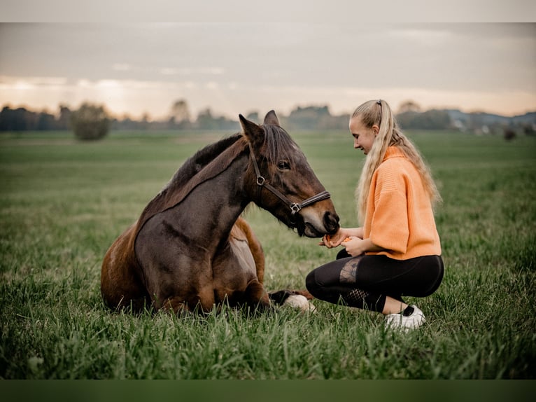 Fellpony Stute 8 Jahre 143 cm Brauner in Br&#xFC;hl