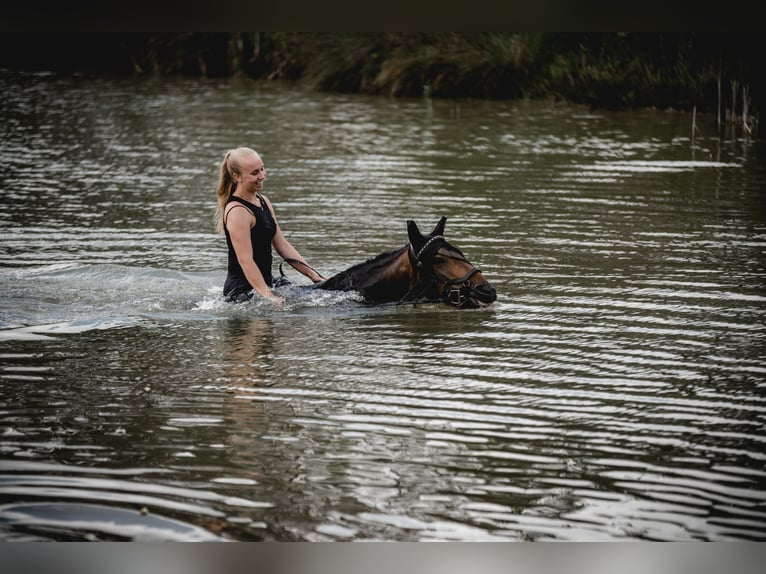 Fellpony Stute 8 Jahre 143 cm Brauner in Br&#xFC;hl