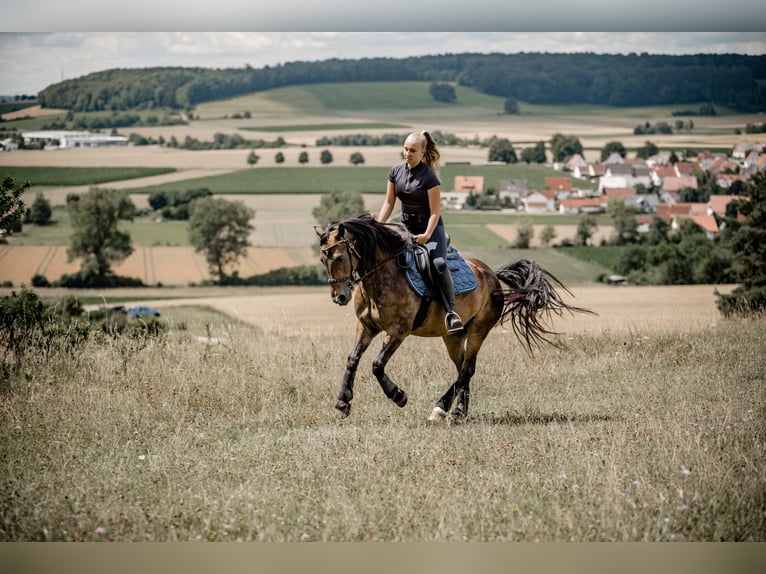 Fellpony Stute 8 Jahre 143 cm Brauner in Br&#xFC;hl