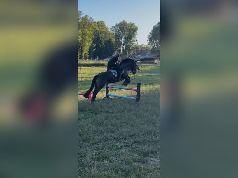 Fellpony Stute 8 Jahre 143 cm Brauner in Br&#xFC;hl