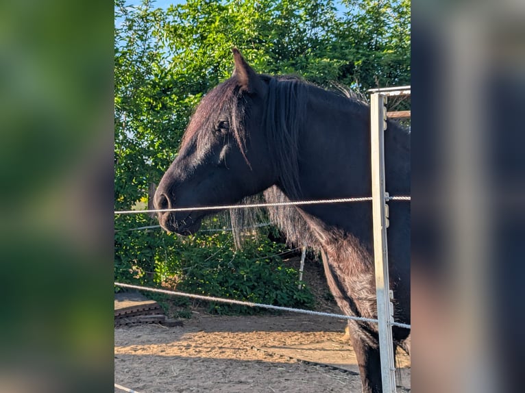 Fellpony Stute 9 Jahre 138 cm Rappe in Nortorf bei Wilster
