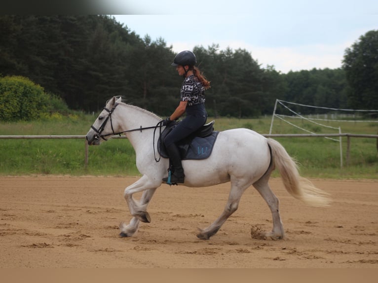 Fellpony Stute 9 Jahre 142 cm Schimmel in Santok