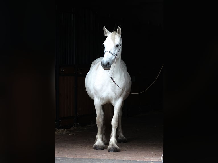 Fellpony Stute 9 Jahre 142 cm Schimmel in Santok